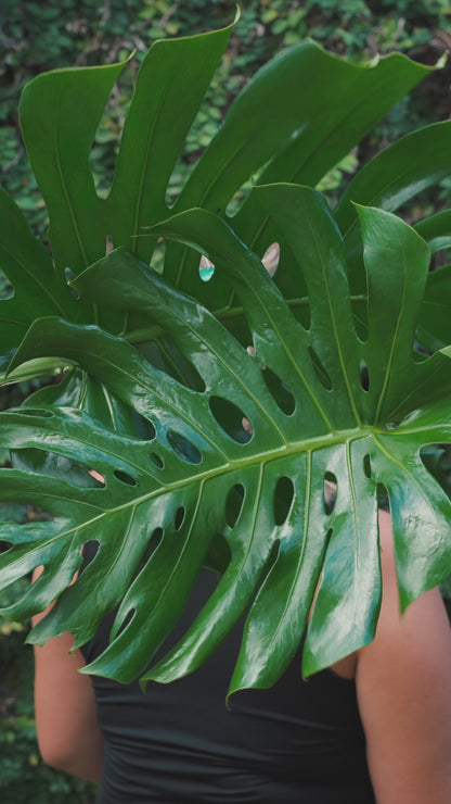 Monstera Leaf Hairclip